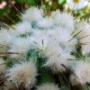 Copiapoa_ sp. 'Tigrillo' 06
